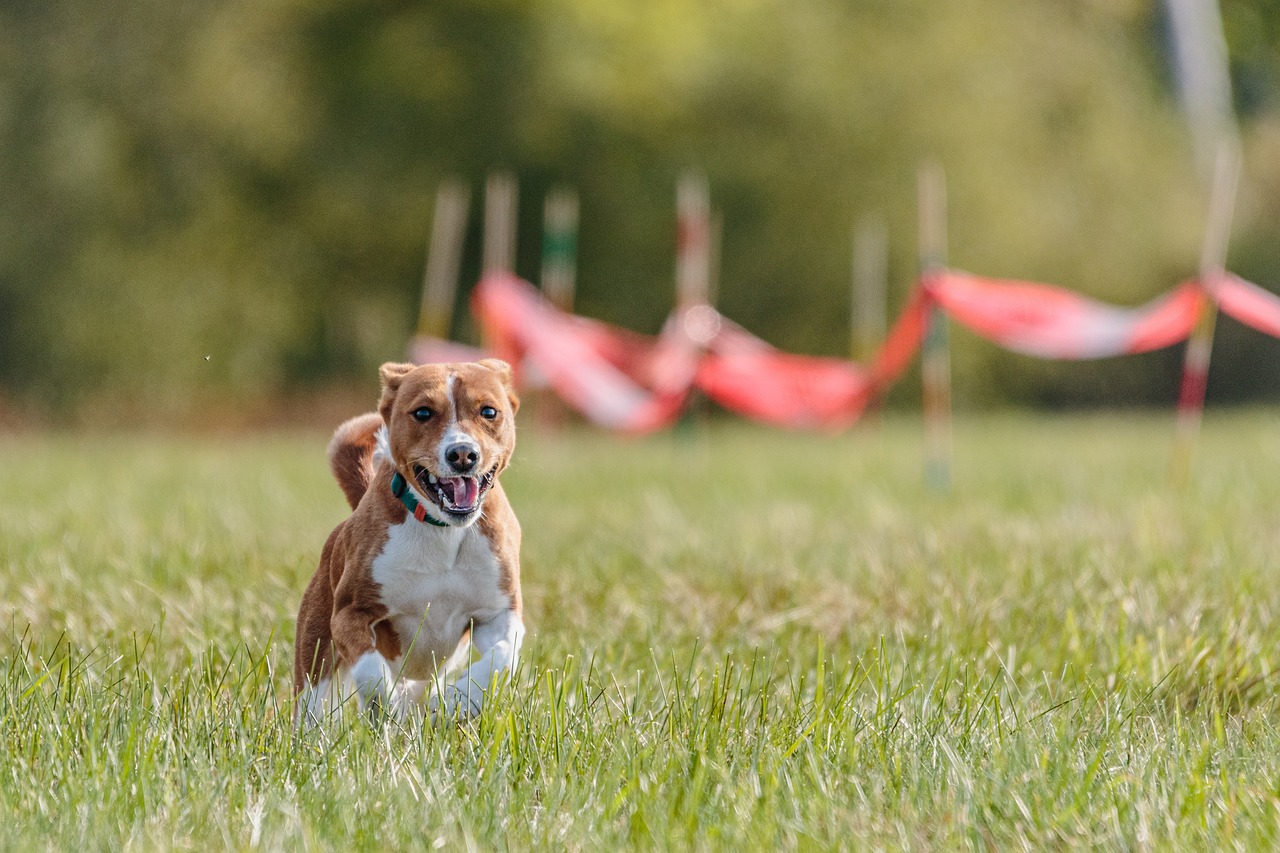 The Unique Features of the Hound Mix Breeds